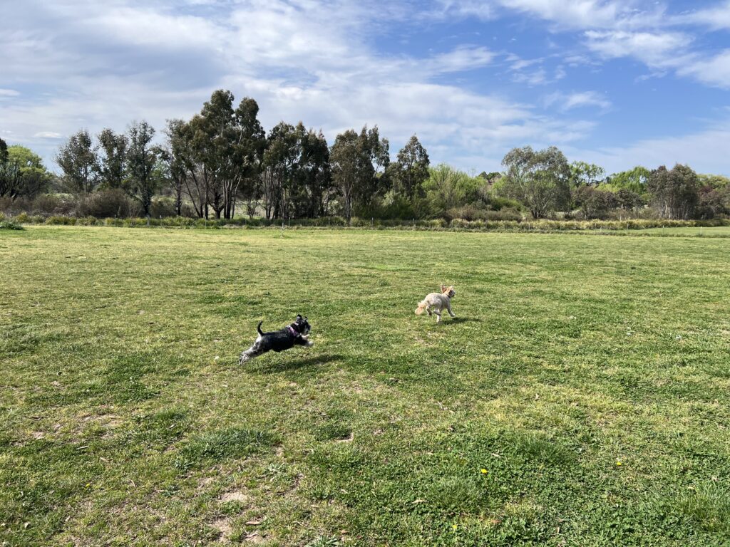 Ruff Ruff Reviews - Eastern Creekland Dog Park, Armidale, New South Wales - Ralph and Luna in full zoom
