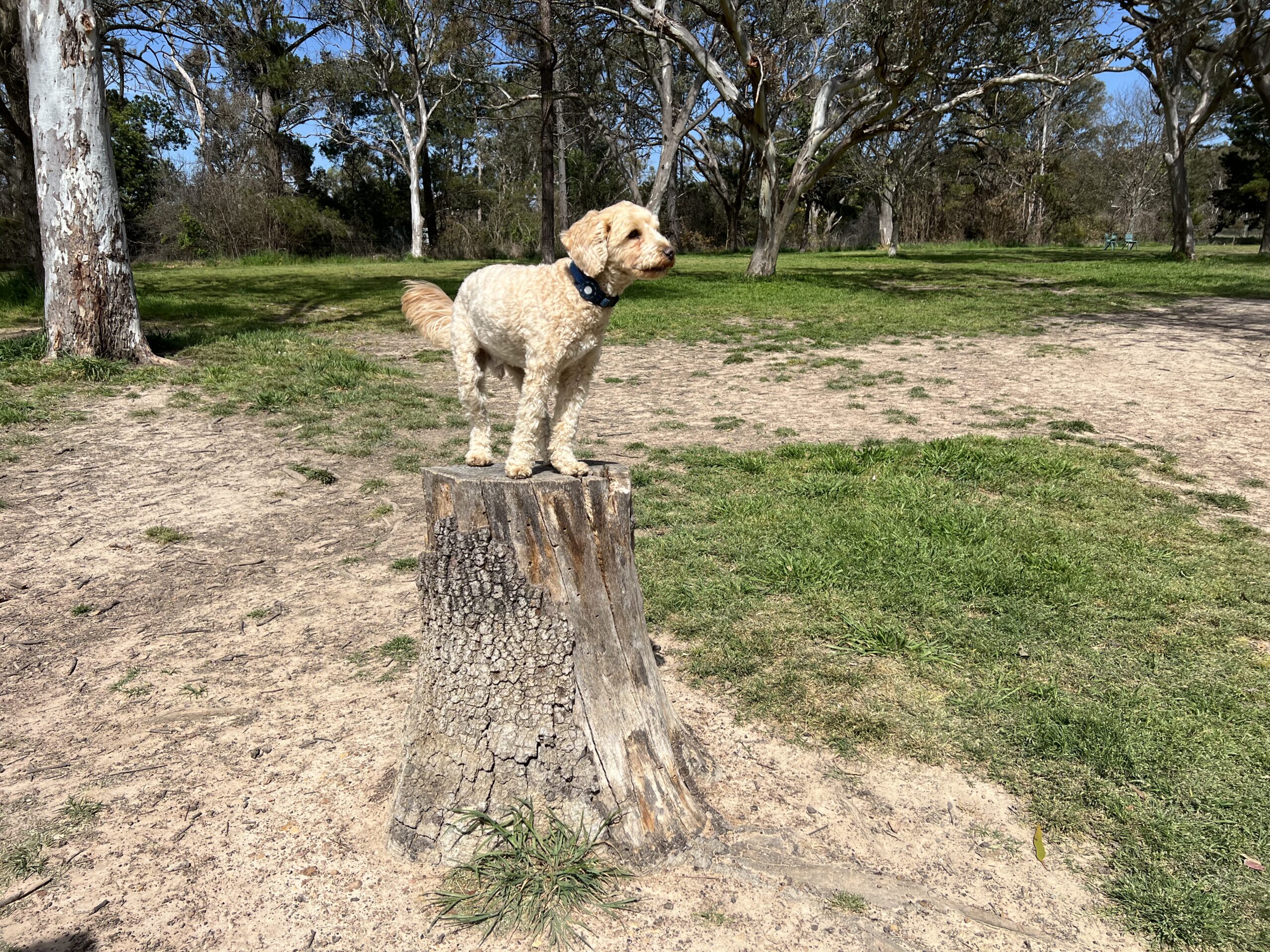 Ruff Ruff Reviews - Taylor Street Dog Park, Armidale, New South Wales - Ralph standing on stump at the dog park