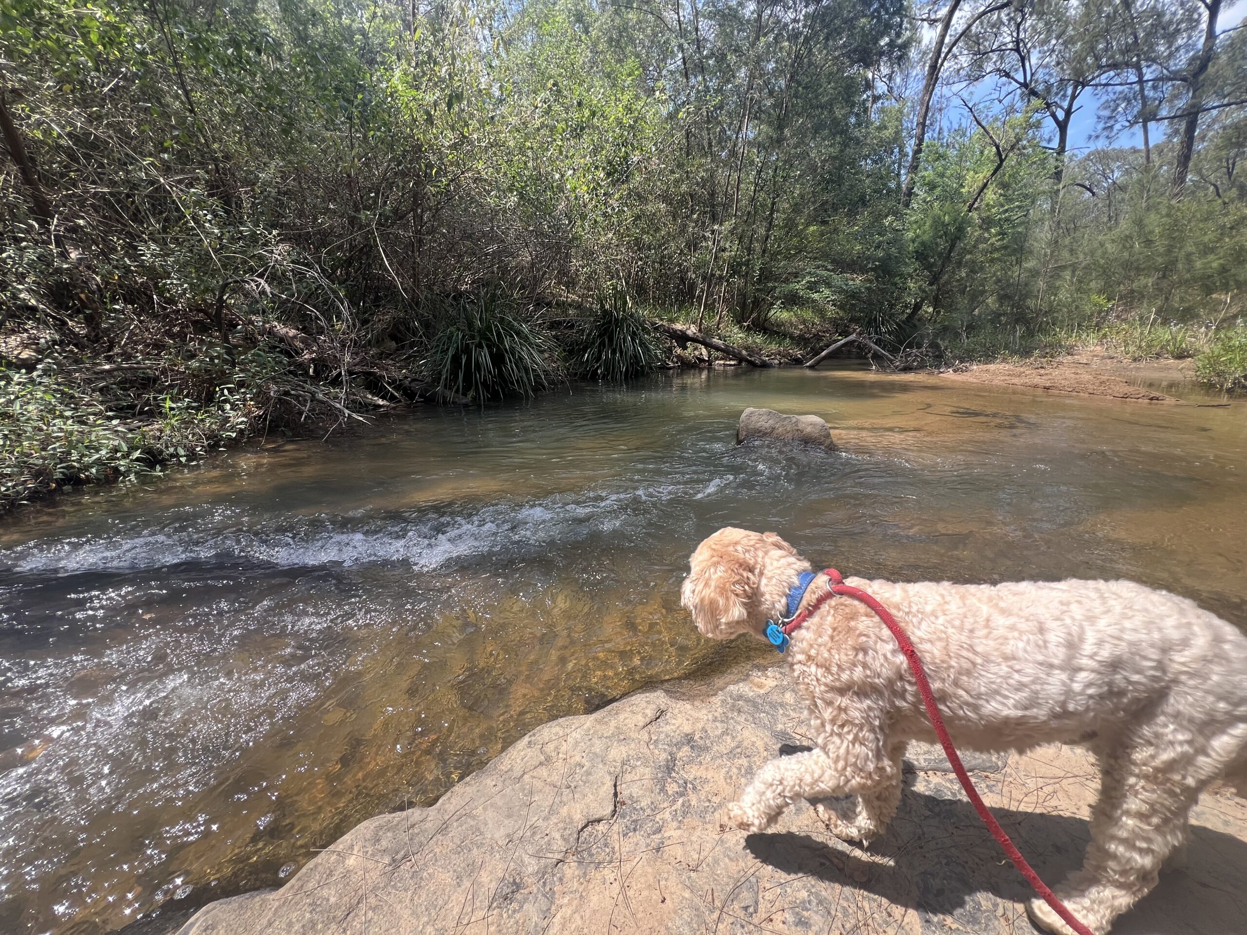 Ruff Ruff Reviews - Nymboida Camping and Canoeing, Nymboida, New South Wales - Ralph explore the creek