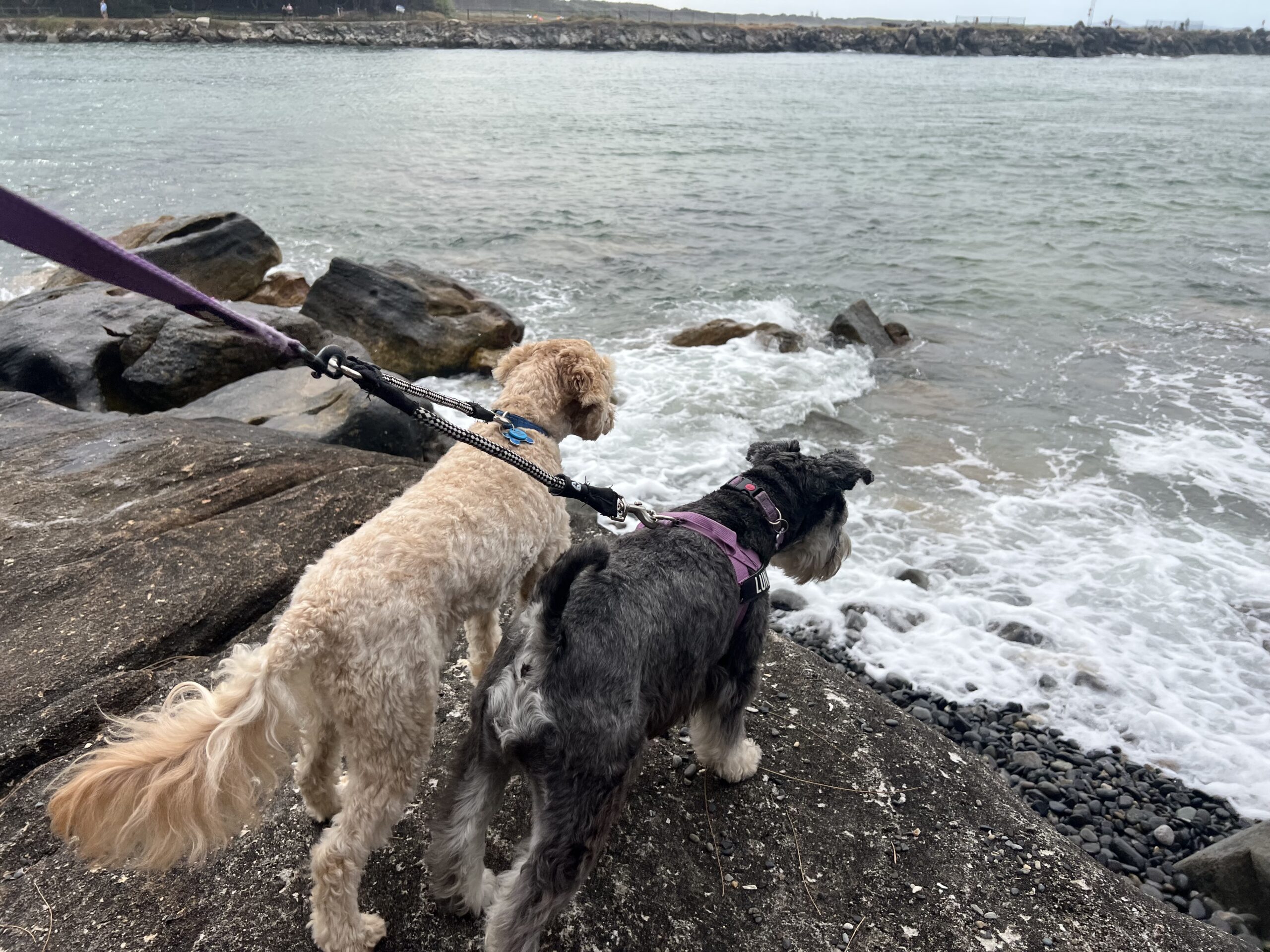 Ruff ruff Reviews - Shark Bay, Evans Head, New South Wales - Ralph and Luna looking for sharks