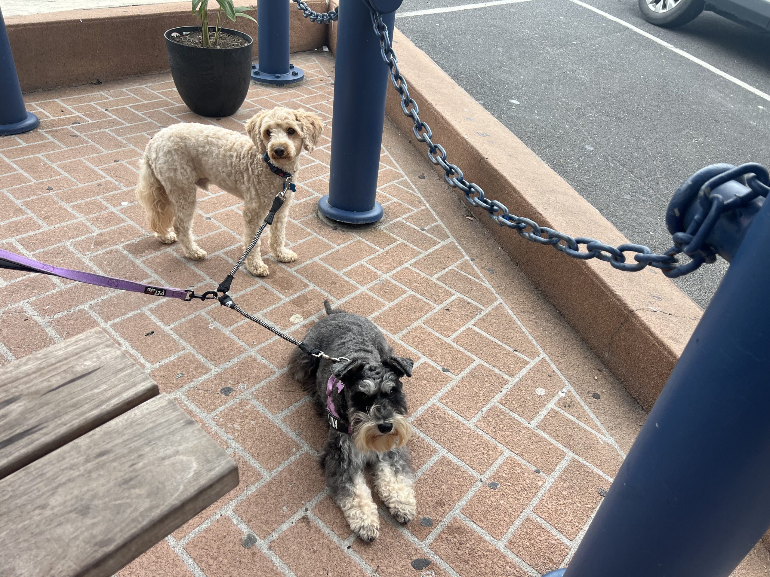 Ruff Ruff Reviews - Chippa Fish and Chips, Evans Head, New South Wales - Ralph and Luna chilling