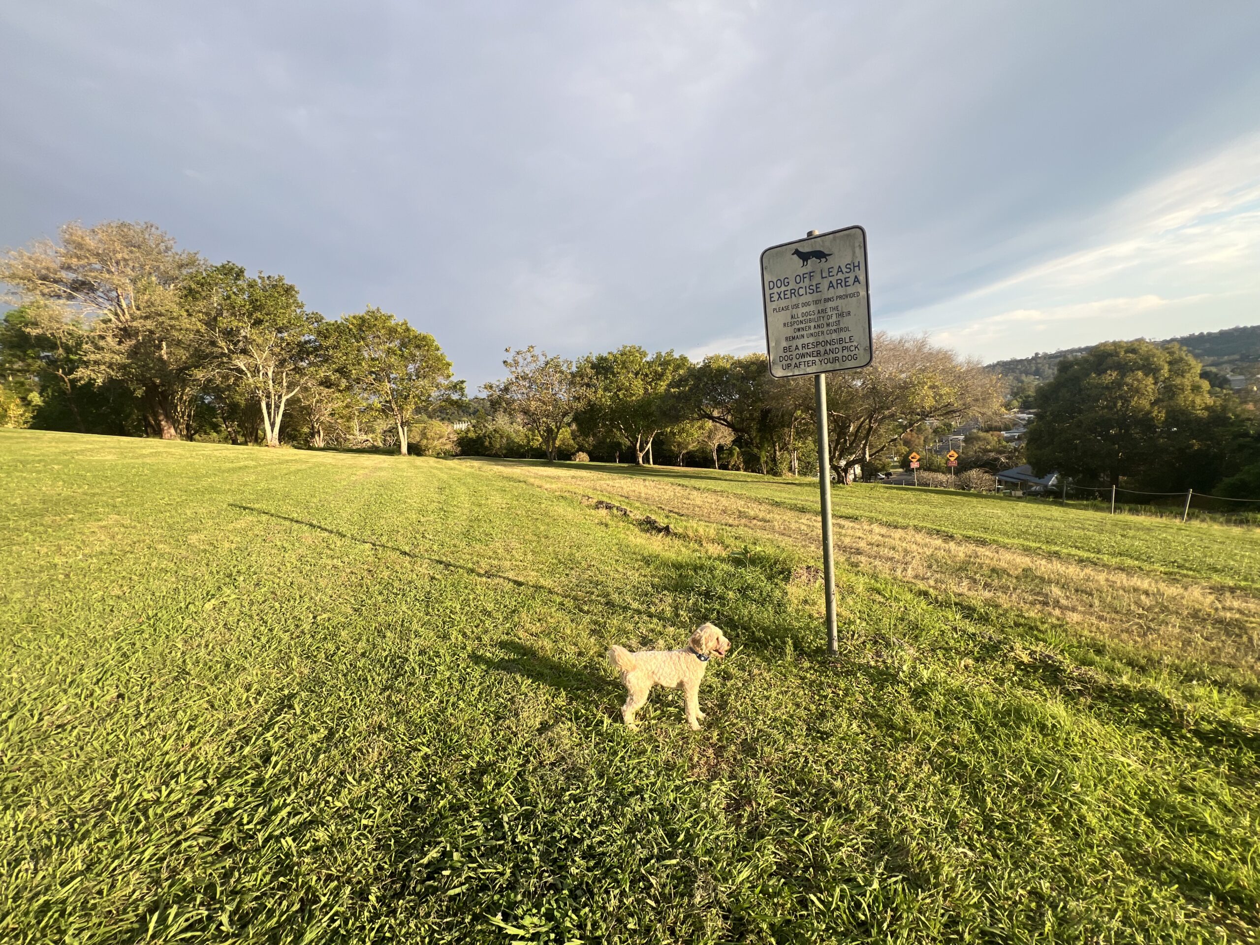 Ruff Ruff Reviews - Elizabeth Park, Lismore, New South Wales - Ralph looking at off leash sign