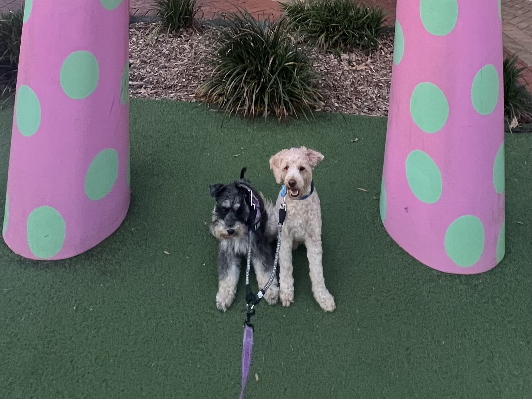 Ruff Ruff Reviews - Lanna Pad Thai, Lismore, New South Wales - Ralph and Luna under You are here sign