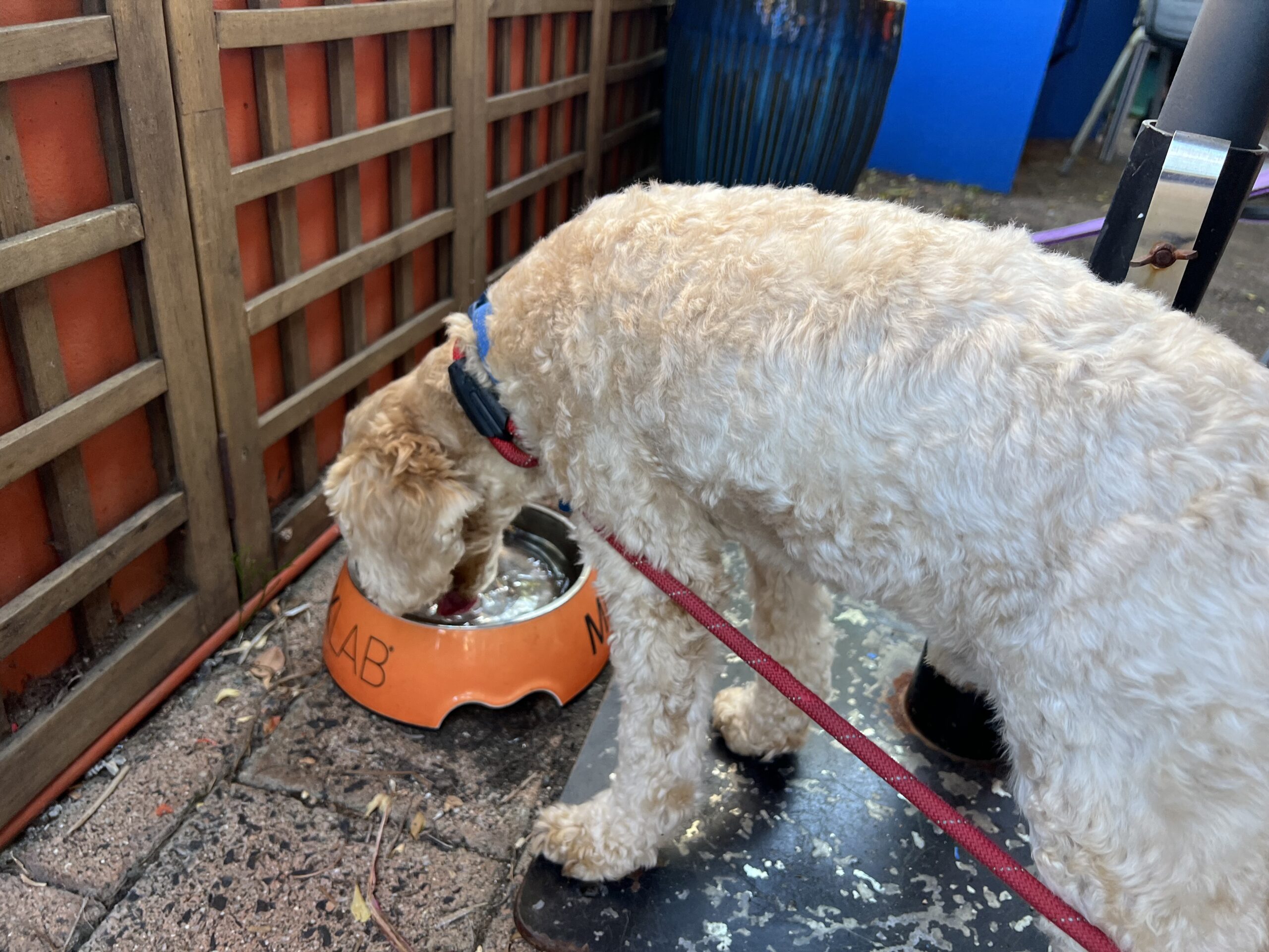 Ruff Ruff Reviews - Dragonfly Cafe, Lismore, New South Wales - Ralph drinking