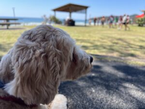 Ruff Ruff Reviews - Byron Bay Foreshore, Byron Bay - Beach views with Ralph